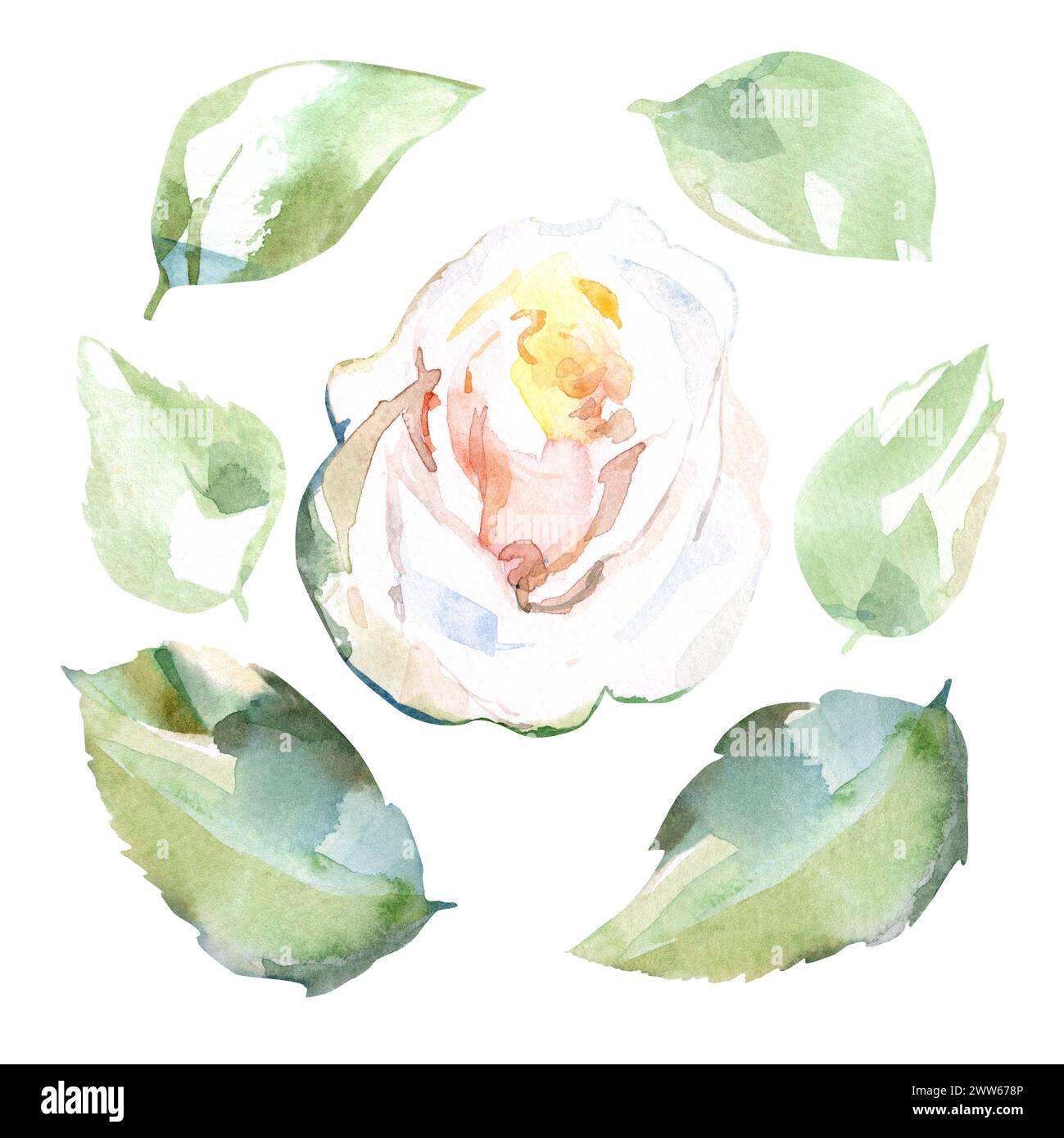 Ensemble d'illustration florale aquarelle de rose blanche avec des feuilles vertes dans les fleurs de jardin de collection. Isolé sur fond blanc. Motif floral de mariage Banque D'Images