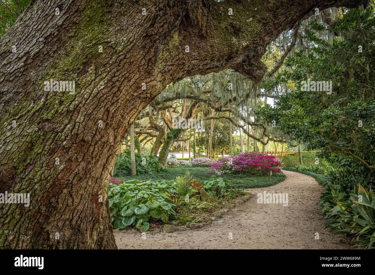 Sentier à travers les magnifiques jardins formels du Washington Oaks Gardens State Park à Palm Coast, Floride. (ÉTATS-UNIS) Banque D'Images