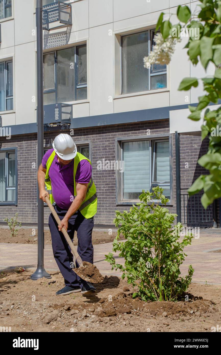 Homme en chemise violette et gilet utilisant une pelle pour planter un petit arbre. Quartier résidentiel avec immeubles d'appartements en arrière-plan. Banque D'Images