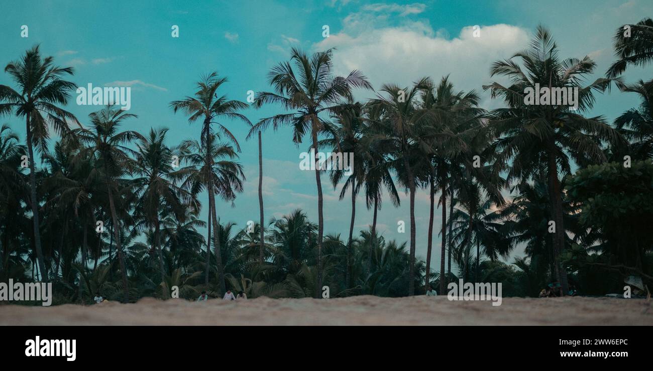 Beau paysage, Kerala est célèbre pour le cocotier, ligne de cocotier près de la plage de la mer, bel après-midi, Kerala Inde, ciel bleu, belle pl Banque D'Images