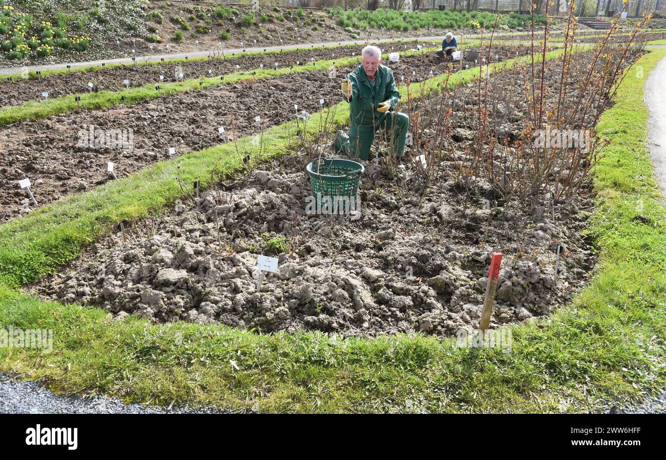 21 mars 2024, Saxe-Anhalt, Sangerhausen : les employés taillent les rosiers arbustes à l'Europa-Rosarium. Les jardiniers de la plus grande collection de roses du monde ont actuellement les mains pleines afin que les roses colorées puissent fleurir à nouveau en pleine beauté cet été. Entre autres choses, la protection hivernale doit être retirée des quelque 80 000 plantes individuelles, le sol desserré et les roses grimpantes et les roses arbustes historiques étant donné leur taille printanière. Dans l’Europa-Rosarium, 8700 espèces de roses sont visibles sur une superficie de 13 hectares. Environ 3000 d'entre eux sont enregistrés dans la banque allemande de gènes de plantes ornementales i. Banque D'Images