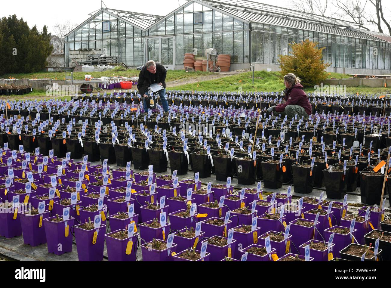 21 mars 2024, Saxe-Anhalt, Sangerhausen : à l'Europa-Rosarium, le réalisateur Thomas Hawel et Luise Jurk (gauche-droite), jardinière de plantes ornementales, vérifient les roses plantées dans de petits contenants pour la vente de souvenirs de roses. Les jardiniers de la plus grande collection de roses du monde ont actuellement les mains pleines afin que les roses colorées puissent fleurir à nouveau en pleine beauté cet été. Entre autres choses, la protection hivernale doit être retirée des quelque 80 000 plantes individuelles, le sol desserré et les roses grimpantes et les roses arbustes historiques étant donné leur taille printanière. Dans l'Europa-Rosarium, 8700 speci de roses Banque D'Images