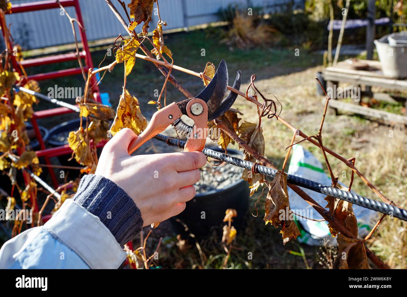 Femme jardinant dans l'arrière-cour. Femmes mains avec sécateurs coupant des feuilles flétries sur la vigne. Jardinage saisonnier, élagage des plantes avec des sécateurs Banque D'Images