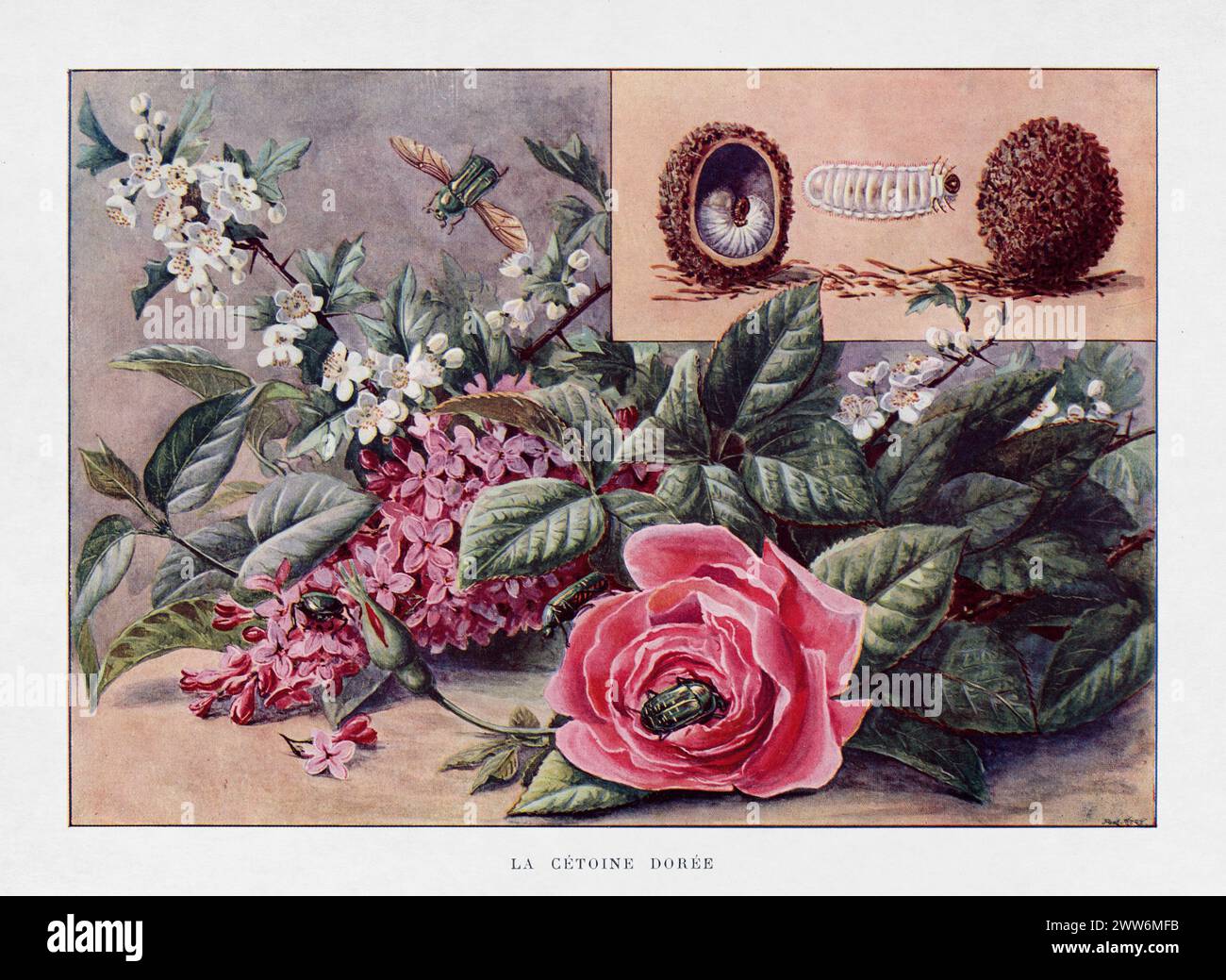 Gravure basée sur l'aquarelle de Paul Méry représentant l'enchaînement de roses vertes (Cétoine dorée). Banque D'Images