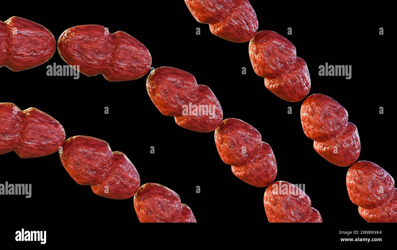 3d rendu de l'entérocoque résistant à la vancomycine (ERV) Enterococcus faecalis est un type de bactérie qui est résistante à la vancomycine Banque D'Images