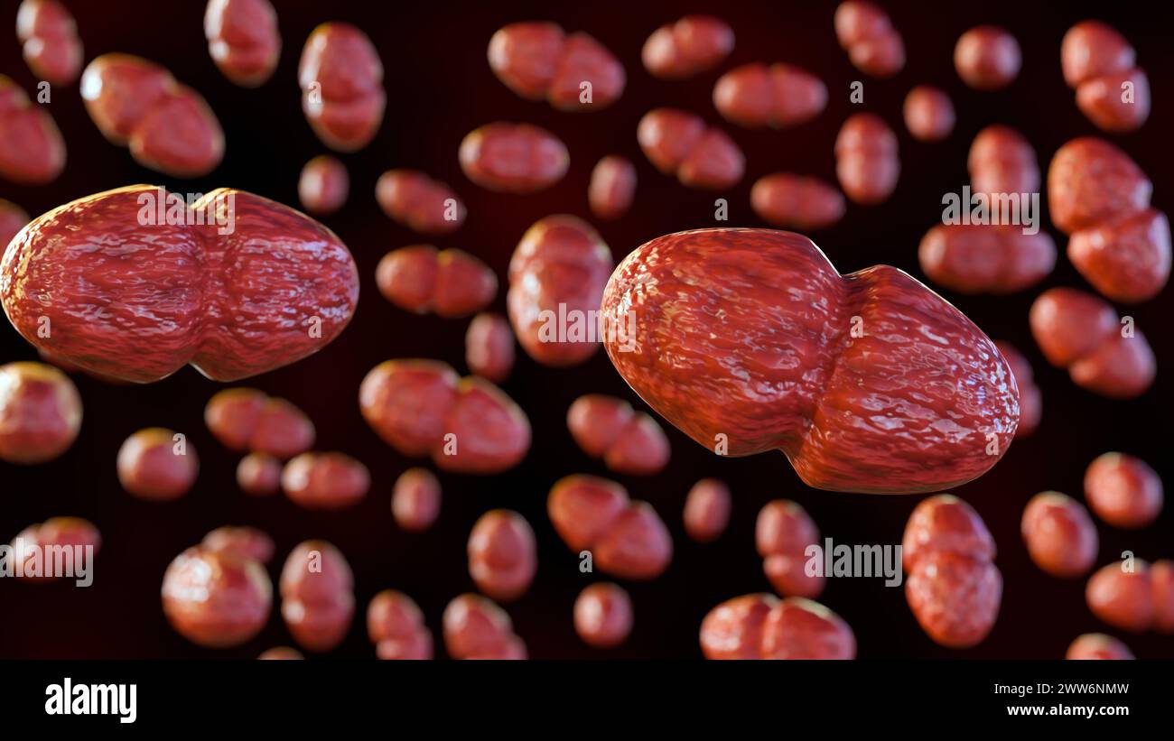 3d rendu de l'entérocoque résistant à la vancomycine (ERV) Enterococcus faecalis est un type de bactérie qui est résistante à la vancomycine Banque D'Images