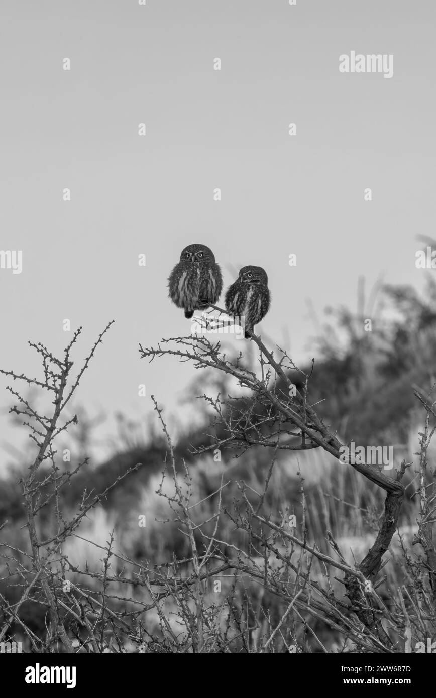 paire de chouettes de patagonie debout sur une branche contre le ciel. Banque D'Images