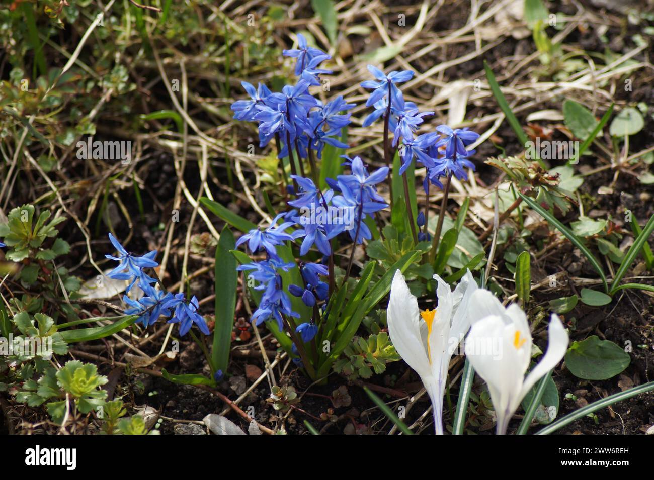 Fleurs bleues de l'étoile bleue à floraison printanière Scilla Banque D'Images