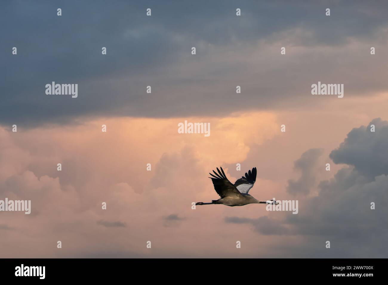 Les grues volent dans le ciel au coucher du soleil. Oiseaux migrateurs sur le Darss. Photo de la faune de la nature en Allemagne Banque D'Images