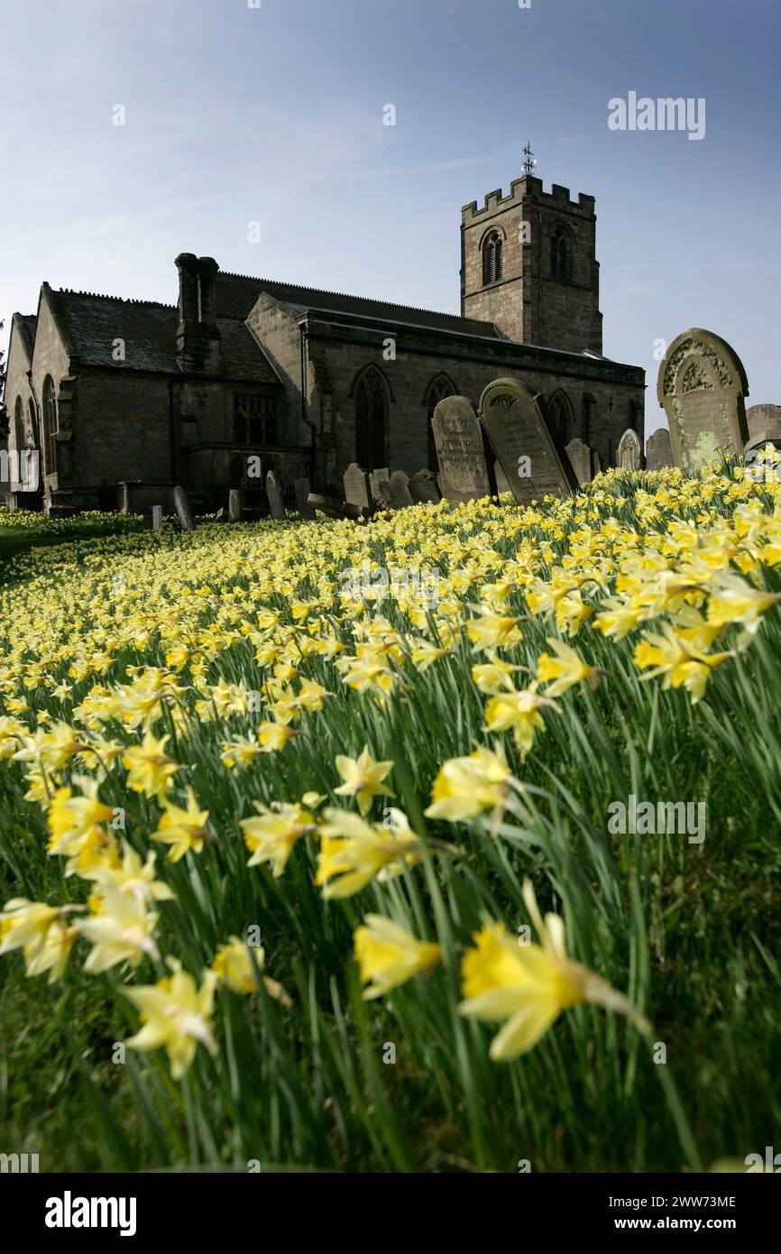 26/03/11 ..devant le dimanche de la mère et Pâques un tapis de jonquilles dans la cour de l'église à l'occasion Peter's Church, Ellastone, Derbyshire font un vrai hea Banque D'Images