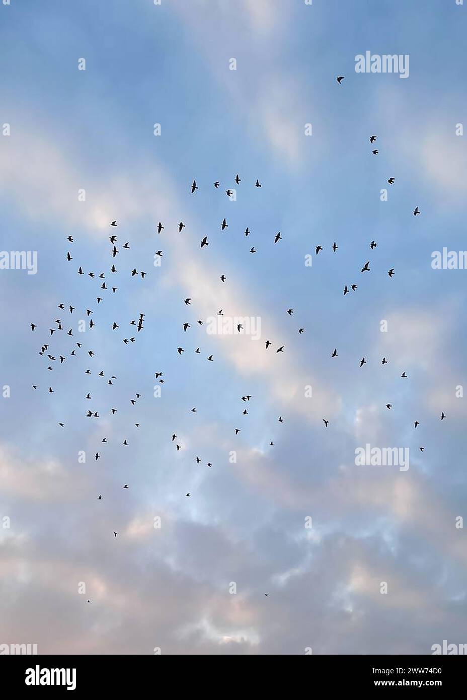 Oiseaux noirs volant en troupeaux au coucher du soleil avec des nuages roses Banque D'Images Oiseaux noirs volant en troupeaux au coucher du soleil avec des nuages roses Banque D'Images