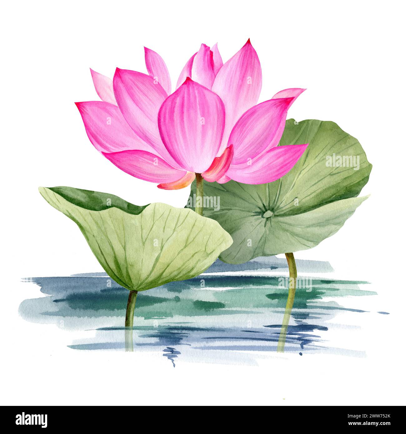 Fleur de lotus rose aquarelle et feuilles, illustration dessinée à la main du thème spa et yoga, croquis de nénuphar violet et magenta avec des bourgeons dans l'eau, comme Banque D'Images