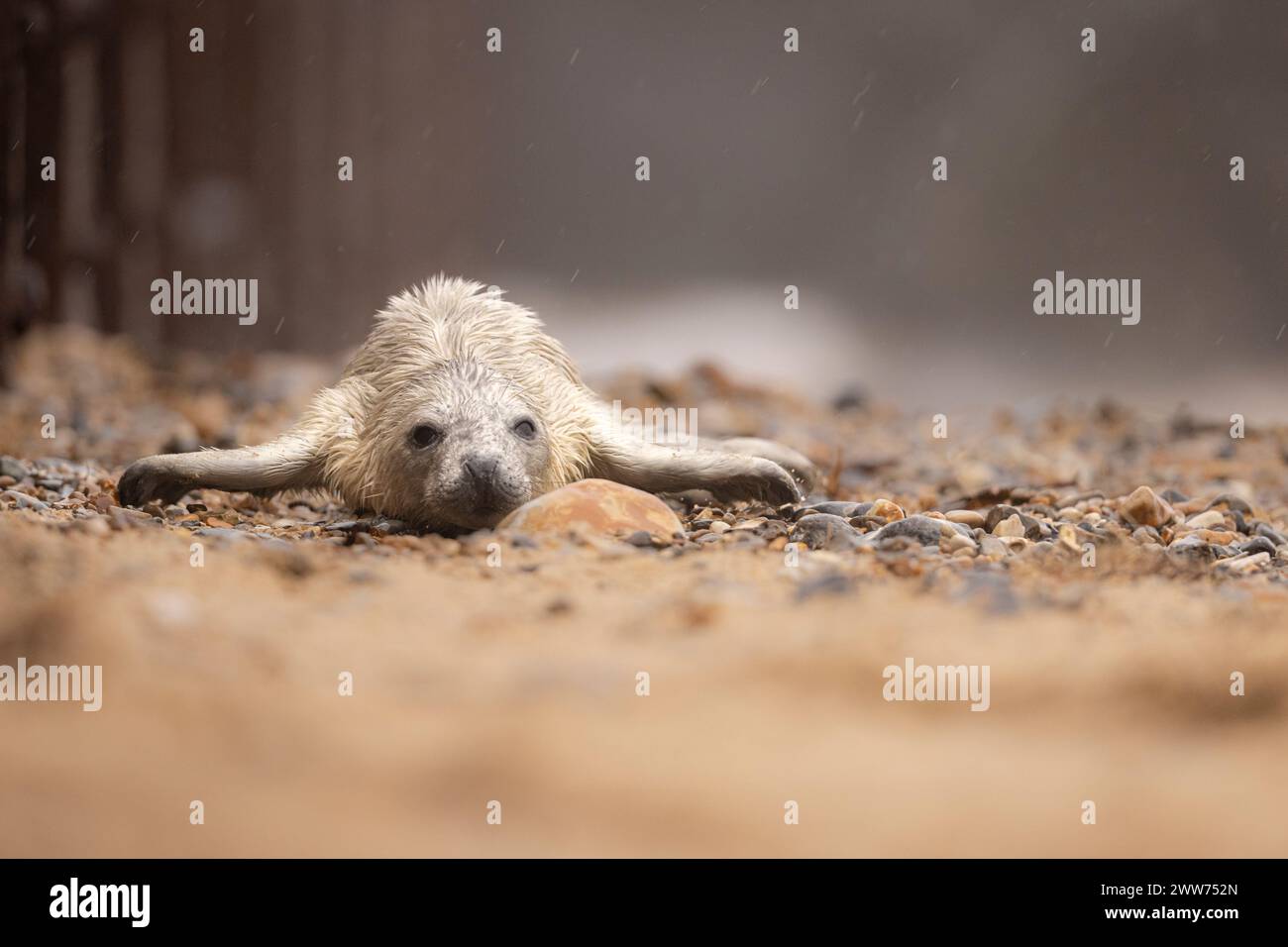 Un chiot Grey Seal d'une plage de galets à Norfolk, au Royaume-Uni. Banque D'Images