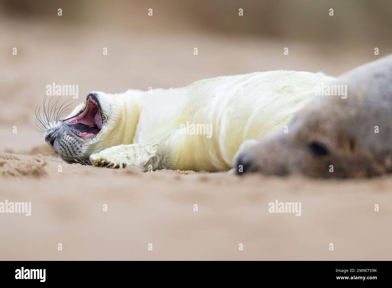 Un petit phoque gris couché sur la plage bâillant à côté de sa mère. Norfolk, Royaume-Uni. Banque D'Images