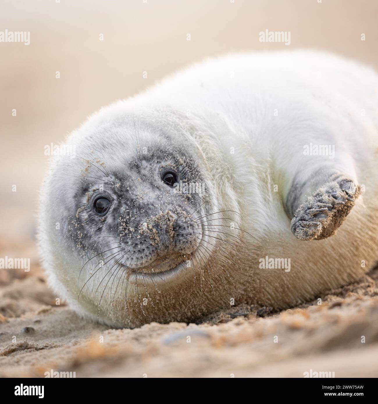 Un chiot Grey Seal sur la plage de Norfolk, Royaume-Uni. Banque D'Images
