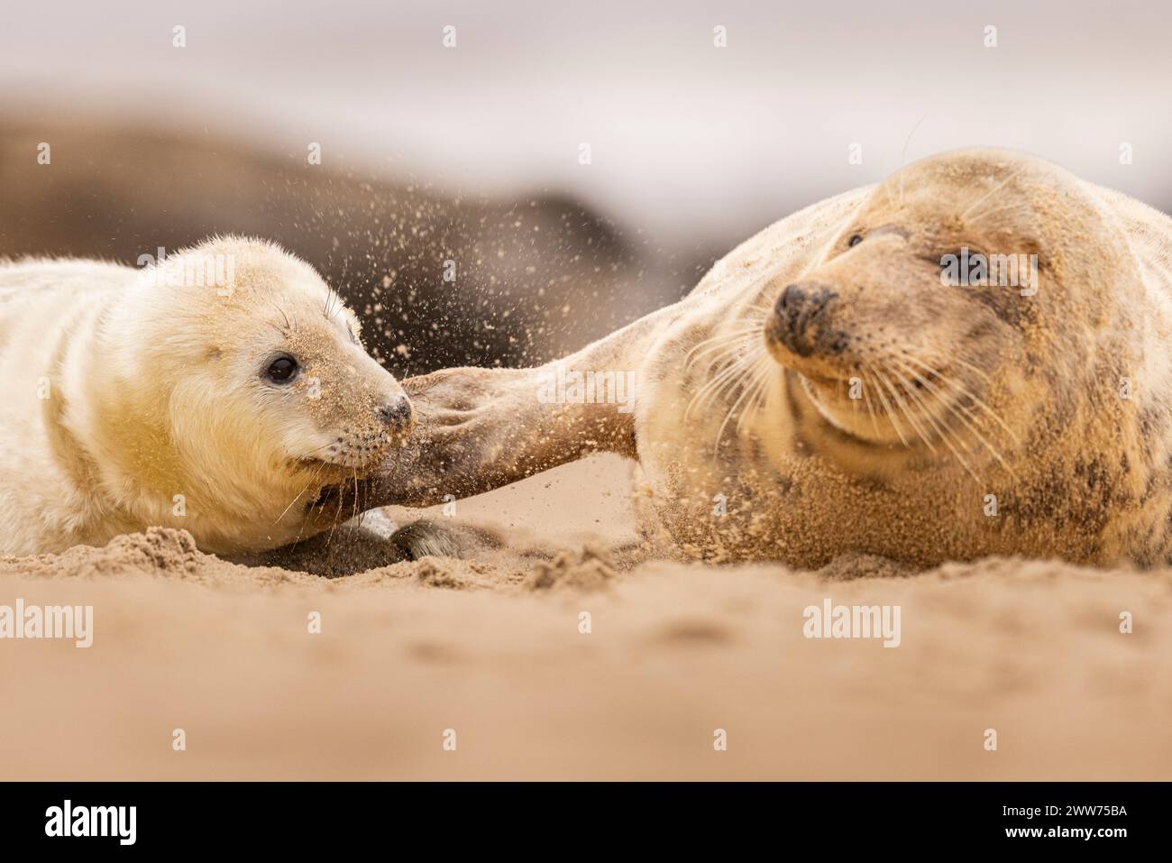 Un chiot Grey Seal avec sa maman sur la plage de Norfolk, Royaume-Uni. Banque D'Images