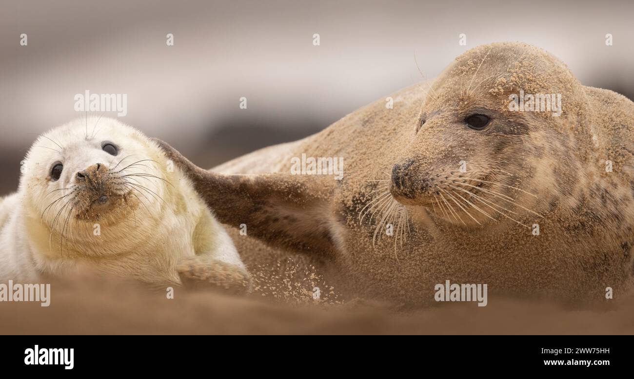 Un chiot Grey Seal avec sa maman sur la plage de Norfolk, Royaume-Uni. Banque D'Images
