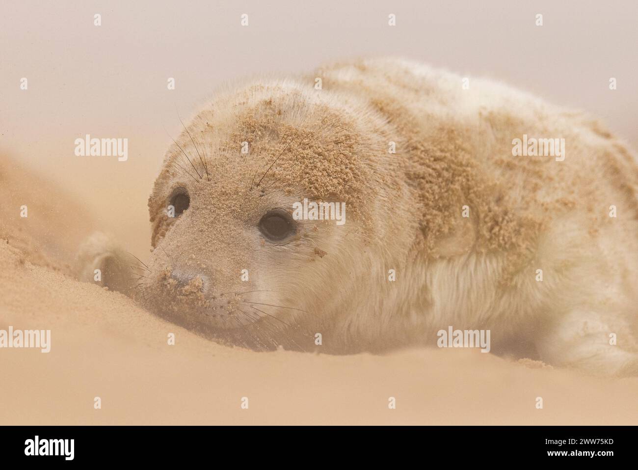 Un chiot Grey Seal sur la plage de Norfolk, Royaume-Uni. Banque D'Images