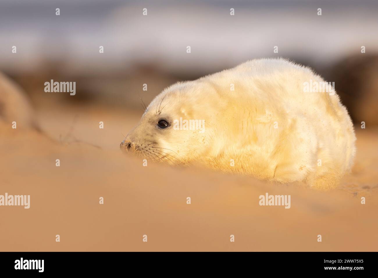 Bébé phoque blanc reposant sur un rivage sablonneux Banque D'Images