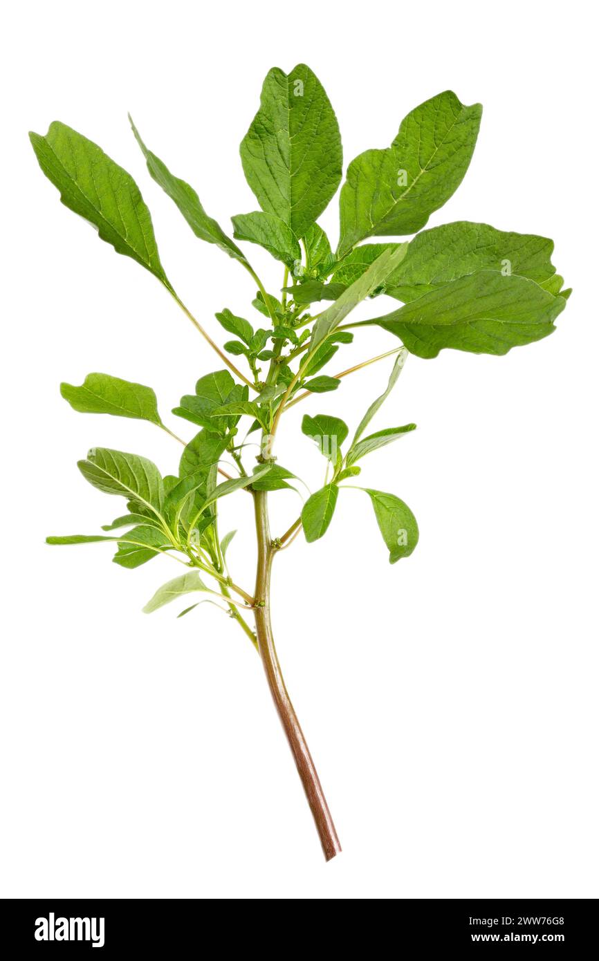 Amaranthus viridis, amarante verte, est une espèce de plantes dicotylédones de la famille des Amaranthacées. Banque D'Images