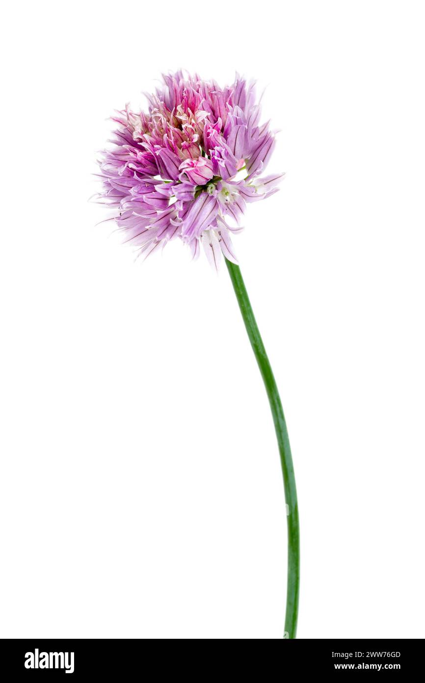 Ciboulette ou herbe aromatique allium schoenoprasum. Banque D'Images