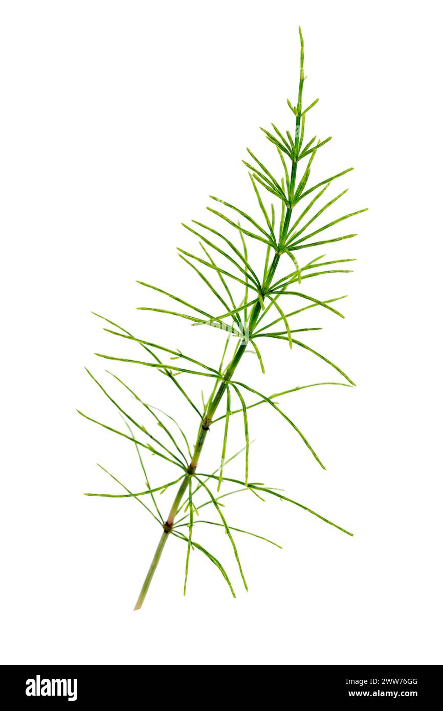 La prêle des champs, Equisetum arvense, est une fougère vivace herbacée appartenant à la famille des Equisetaceae. Banque D'Images