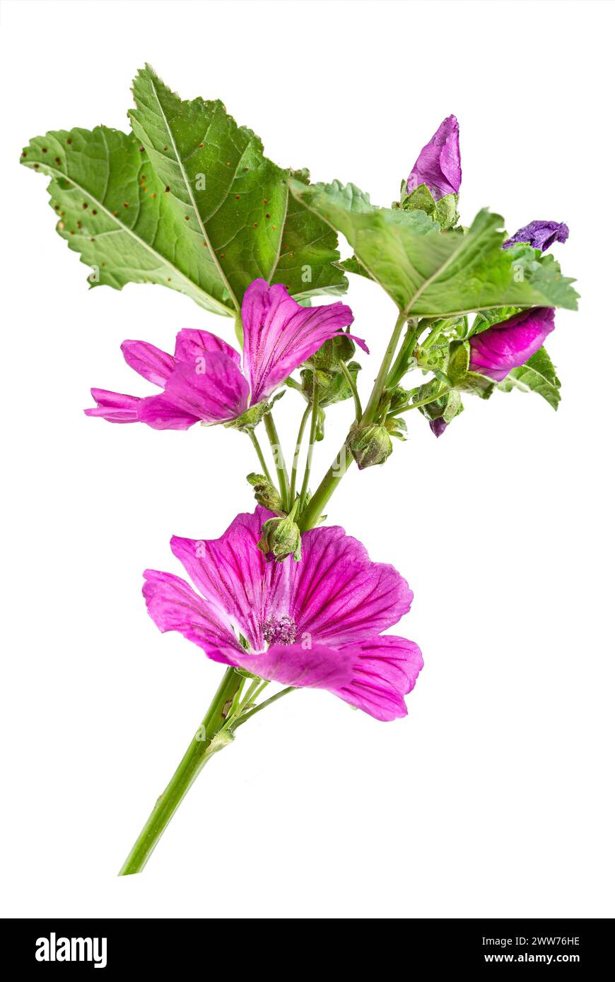La Grande mauve, Malva sylvestris, est une plante herbacée médicinale bisannuelle. Banque D'Images