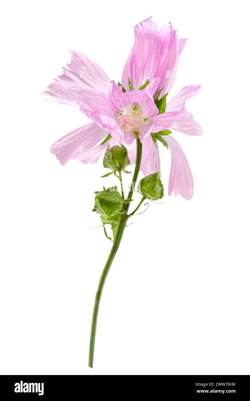 La Grande mauve, Malva sylvestris, est une plante herbacée médicinale bisannuelle. Banque D'Images