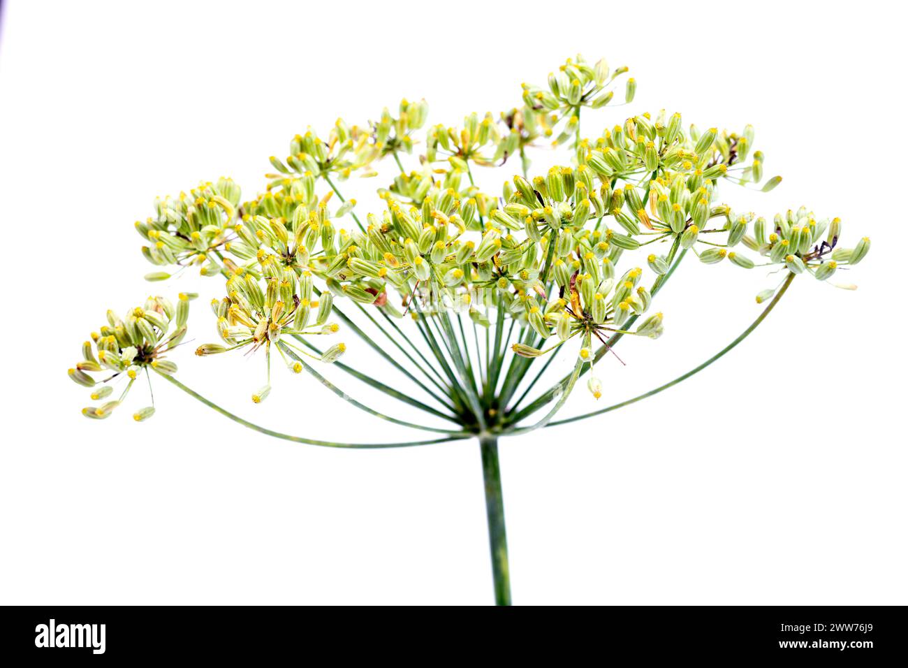 Graines d'aneth sur fond blanc pour la cuisine et la phytothérapie. Banque D'Images