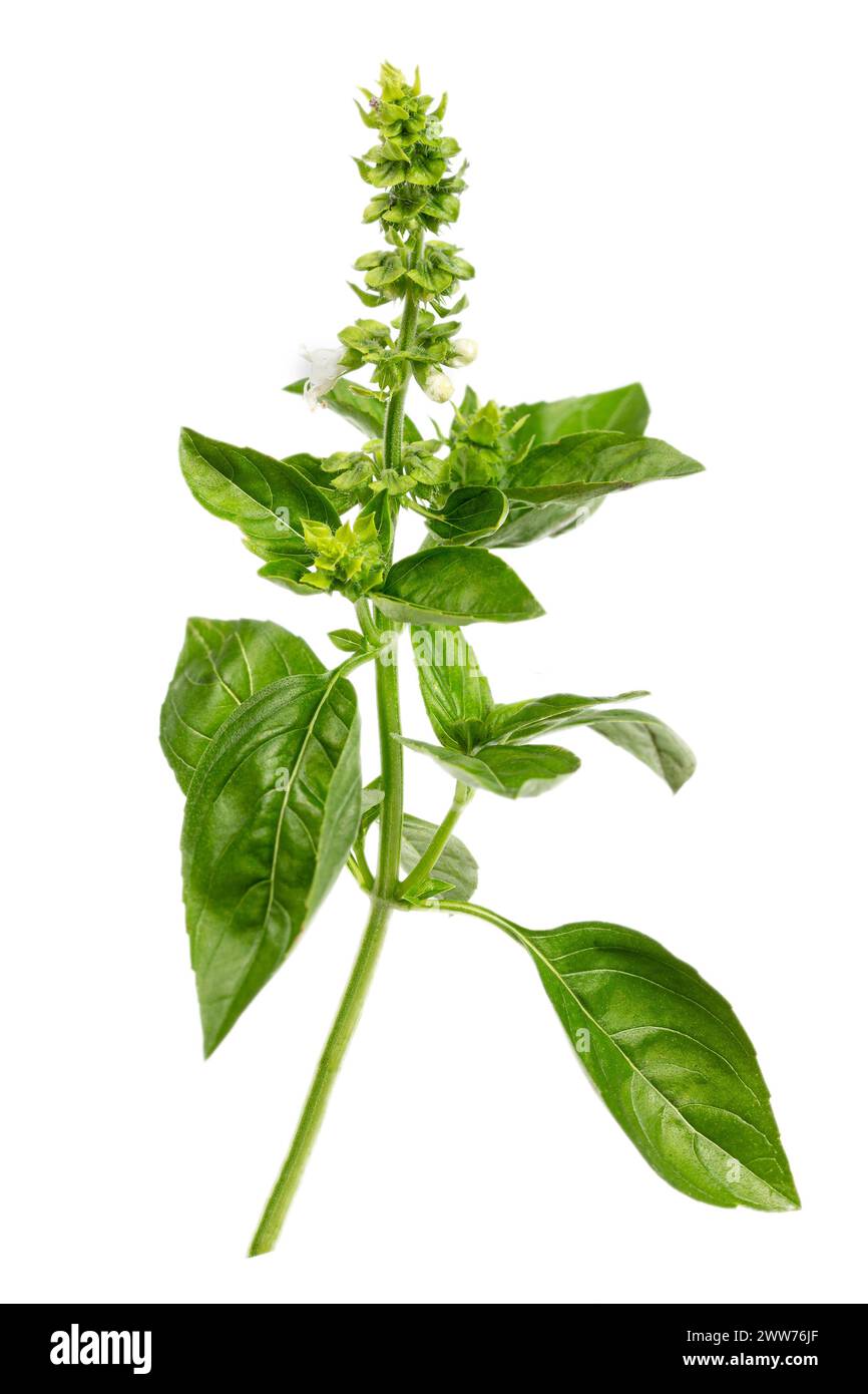 Ocimum basilicum ou basilic, herbe culinaire de la famille des Lamiacées. Banque D'Images