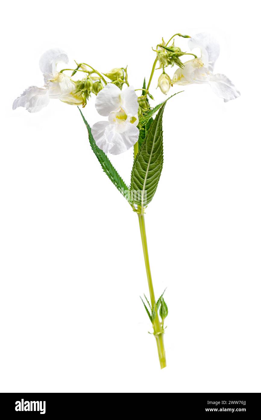 Le baume de l'Himalaya, impatiens glandulifera, est une espèce de plante à fleurs de la famille des Balsaminaceae. Banque D'Images