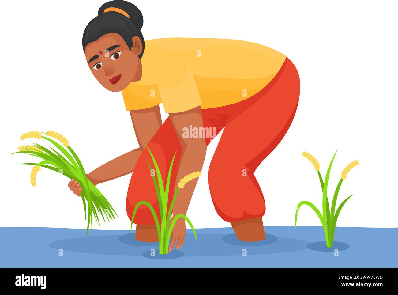 Femme indienne récoltant le riz dans la ferme de culture de l'eau isolée sur fond blanc Illustration de Vecteur