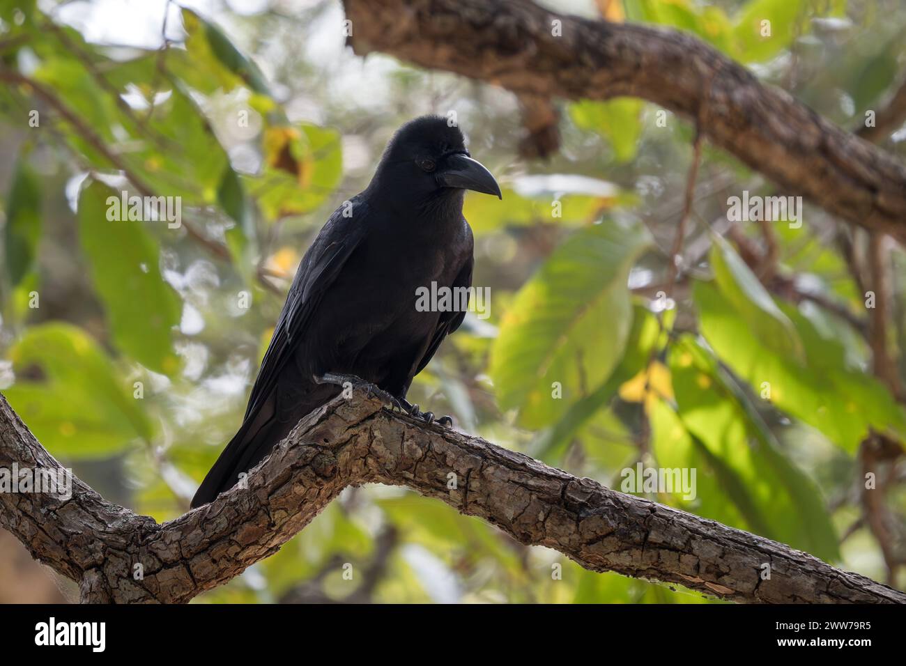 Indian Jungle Crow - Corvus culminatus, grand oiseau perché noir des forêts et des bois d'Asie du Sud, réserve de tigres de Nagarahole, Inde. Banque D'Images