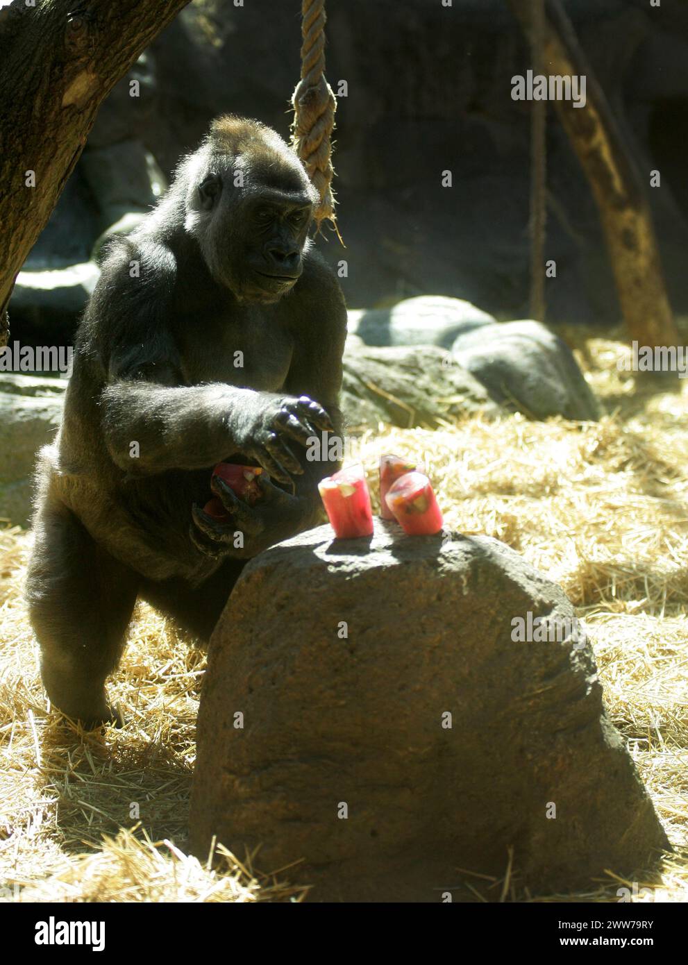 27/06/11 AUJOURD'HUI PHOTO..C'est l'heure de Pimm comme Asili le gorille sort les boissons aux fruits surgelés... le zoo le plus proche de Wimbledon marque quarante ans de service Banque D'Images