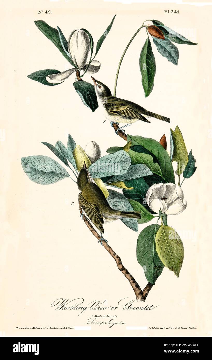 Ancienne illustration gravée de viréo de Warbling ou Greenlet (Vireo gilvus). Par J.J. Audubon : Birds of America, Philadelphie, 1840. Banque D'Images