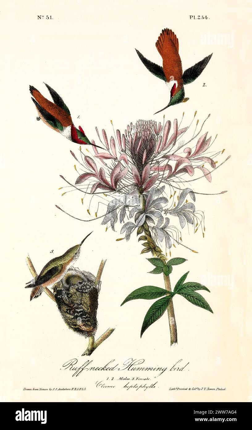 Colibris lumineux avec plumage en cuivre et émeraude planent au-dessus de fleurs roses, près d'un nid mousselé. Par J.J. Audubon : Birds of America, 1840 Banque D'Images
