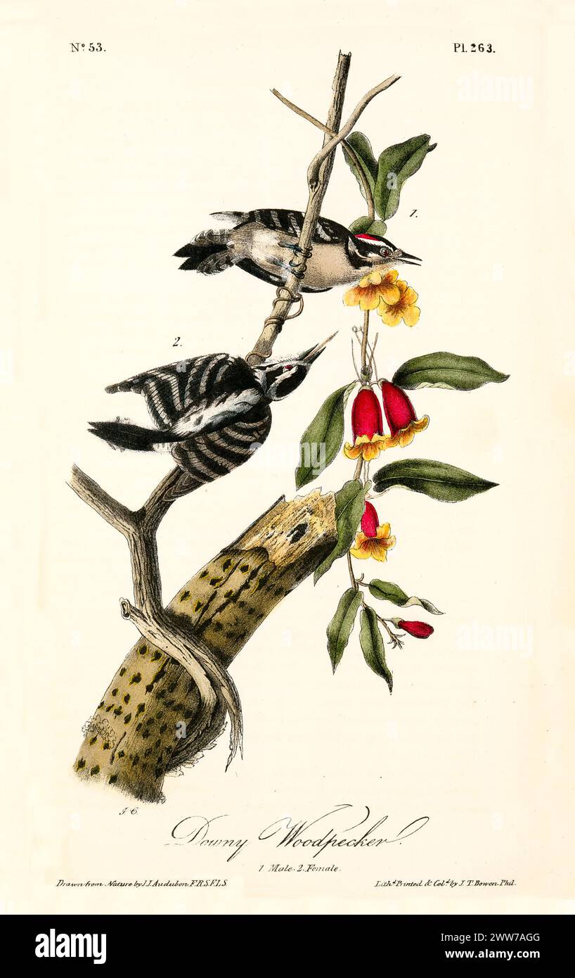Ancienne illustration gravée du pic Downy (Dryobates pubescens). Par J.J. Audubon : Birds of America, Philadelphie, 1840 Banque D'Images