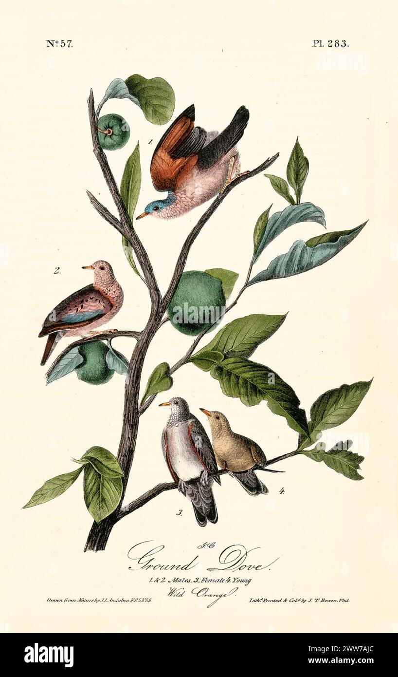Une tendre famille de petits oiseaux perches sur un oranger sauvage, évoquant la lignée et le patrimoine. Par J.J. Audubon : Birds of America, Philadelphie, 1840 Banque D'Images