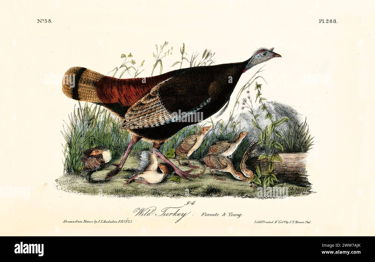Ancienne illustration gravée de dinde sauvage femelle et jeune (). Par J.J. Audubon : Birds of America, Philadelphie, 1840 Banque D'Images