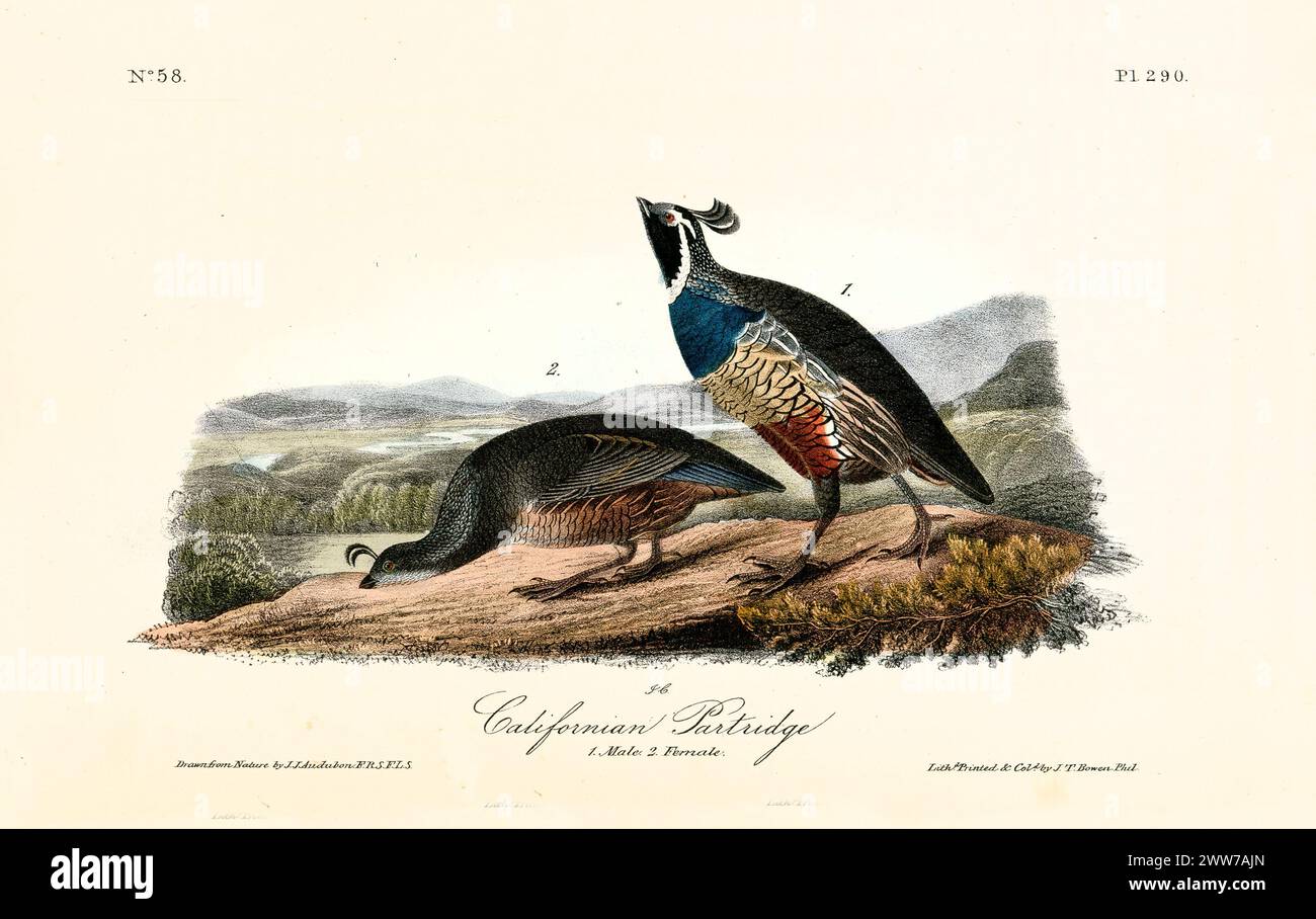 Une paire d'oiseaux sur une colline : l'un avec la tête haute, rêvant, l'autre ancré dans la recherche - symbole de vision et de pragmatisme. Par J.J. Audubon 1840 Banque D'Images