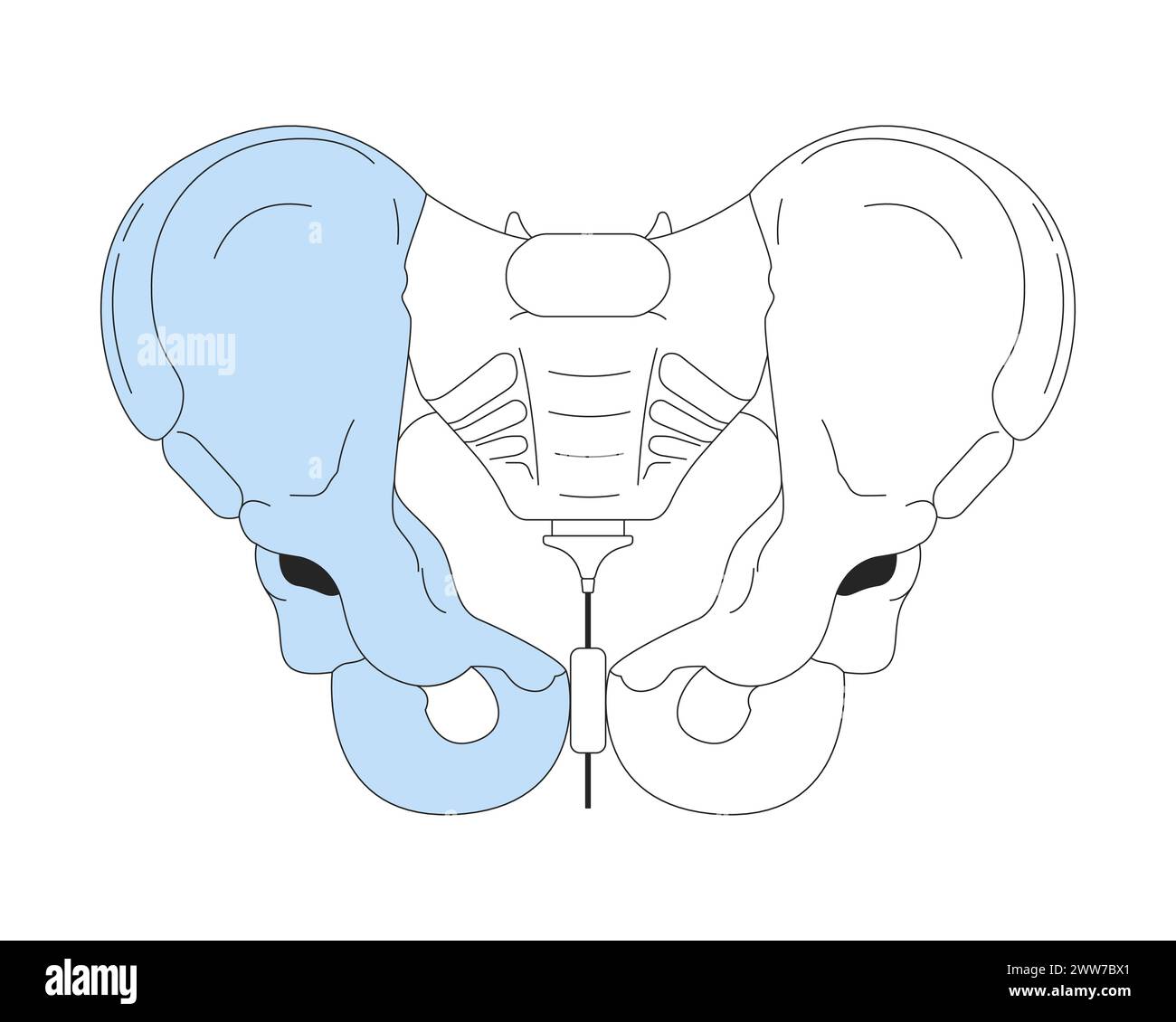 Anatomie osseuse pelvienne objet de dessin animé linéaire 2D. Illustration de Vecteur