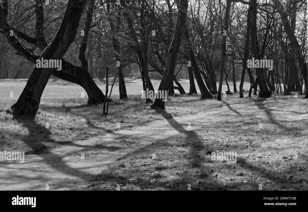 Rangée d’arbres le long d’un sentier dans un parc, tous les arbres poussant dans des directions différentes comme „arbres dansants“ ou „troncs tordus“ (image noir et blanc) Banque D'Images