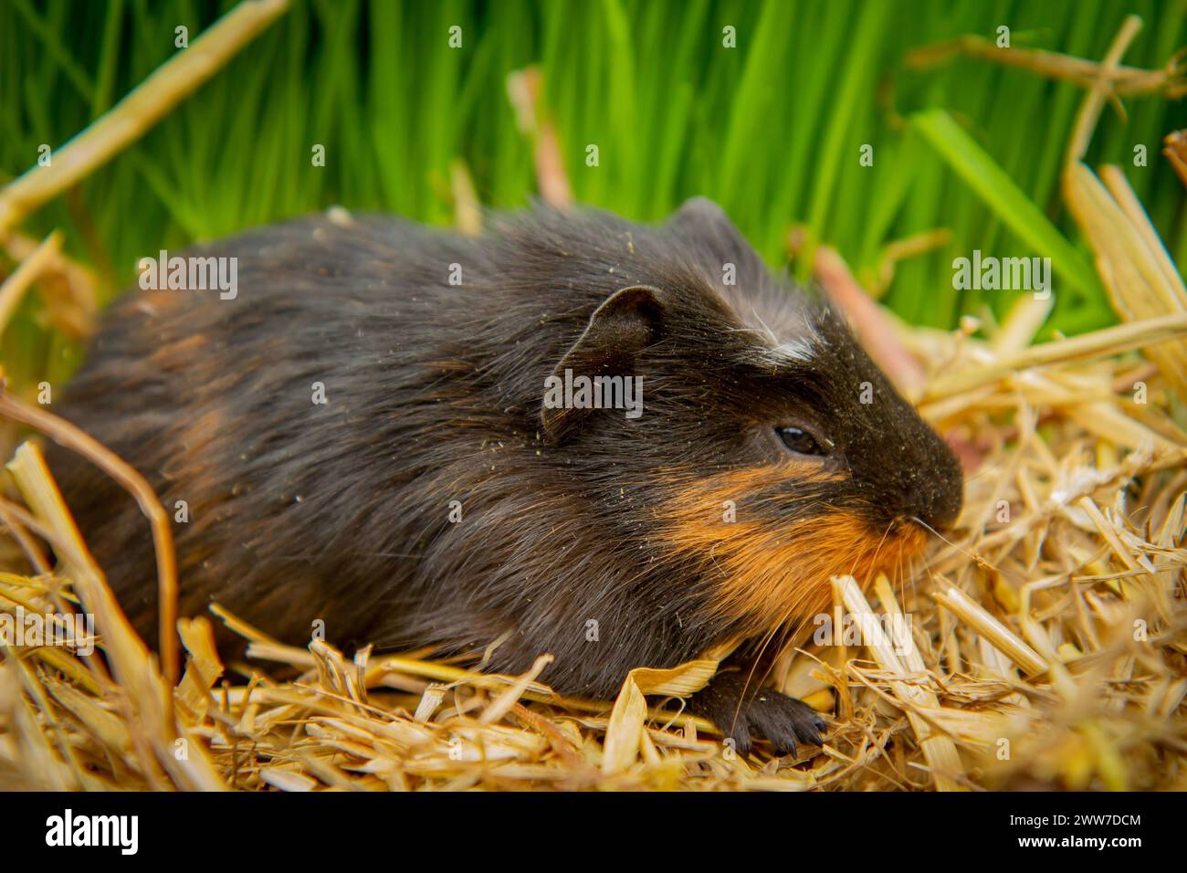 Cochon d'Inde (Cavia porcellus) Banque D'Images