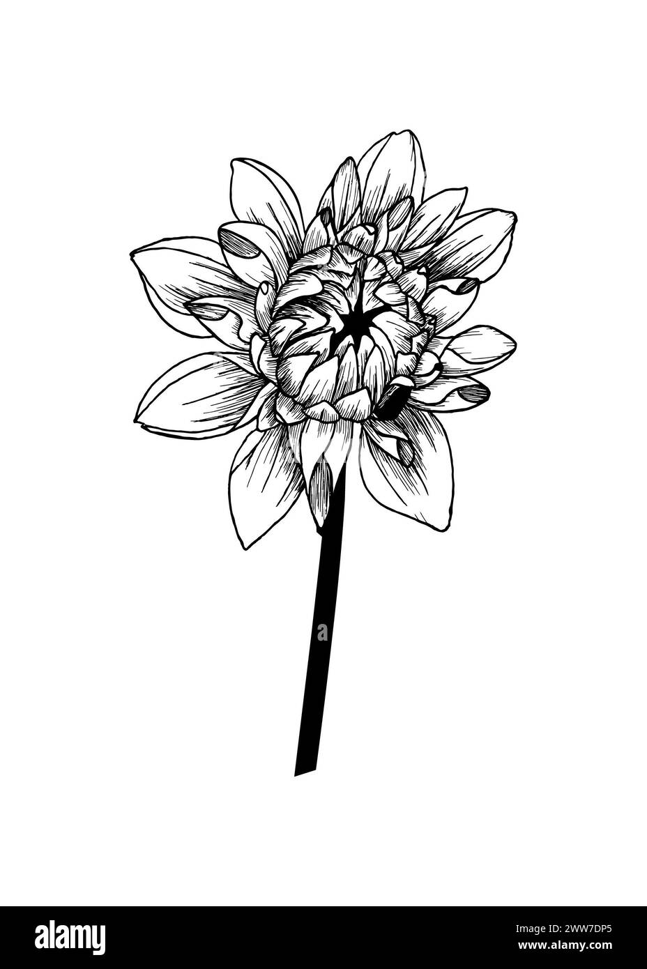 Illustration d'encre noire vectorielle. Fleur de Dahlia dessinée à l'encre à la main. Isolé sur fond blanc Banque D'Images