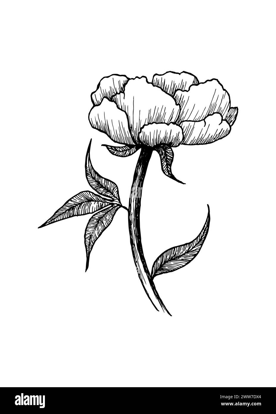 Croquis dessiné à la main d'une fleur. llustration dans le style graphique. Dessin vectoriel d'une fleur de jardin. Image pivoine Banque D'Images