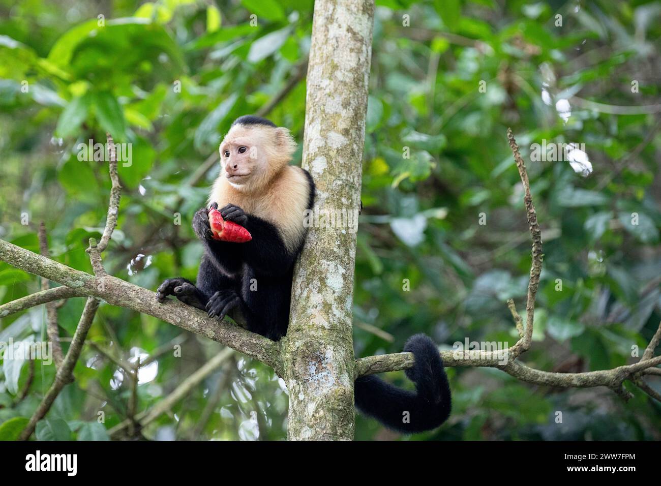 Fascinant singe capucin au visage blanc mangeant un fruit sur une bûche d'arbre dans le parc national de Cahuita près de Puerto Viejo au Costa rica, en Amérique centrale Banque D'Images