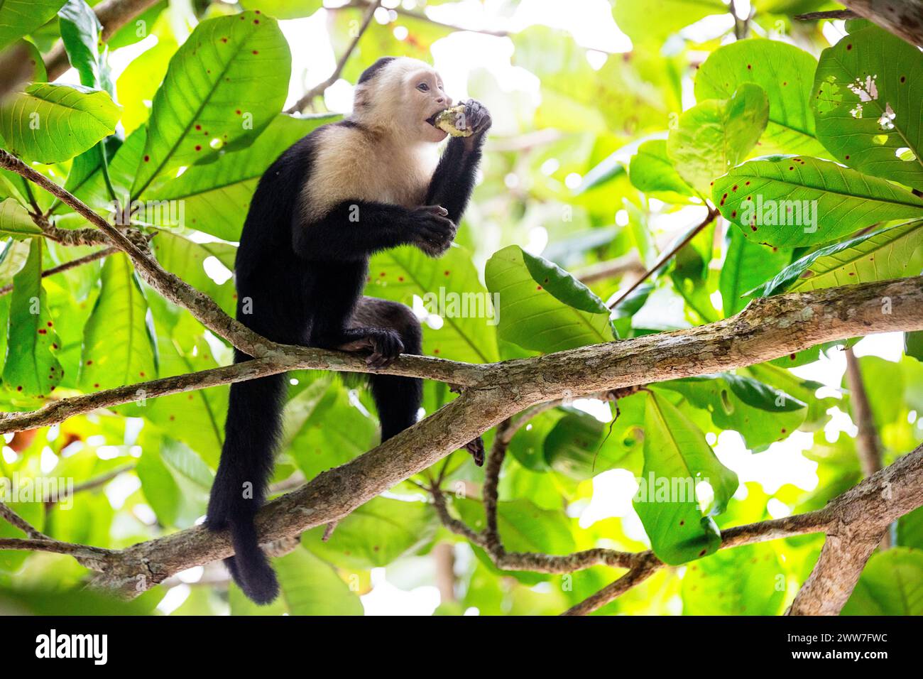 Fascinant singe capucin au visage blanc mangeant un fruit sur une branche d'arbre dans le parc national de Cahuita près de Puerto Viejo au Costa rica, en Amérique centrale Banque D'Images