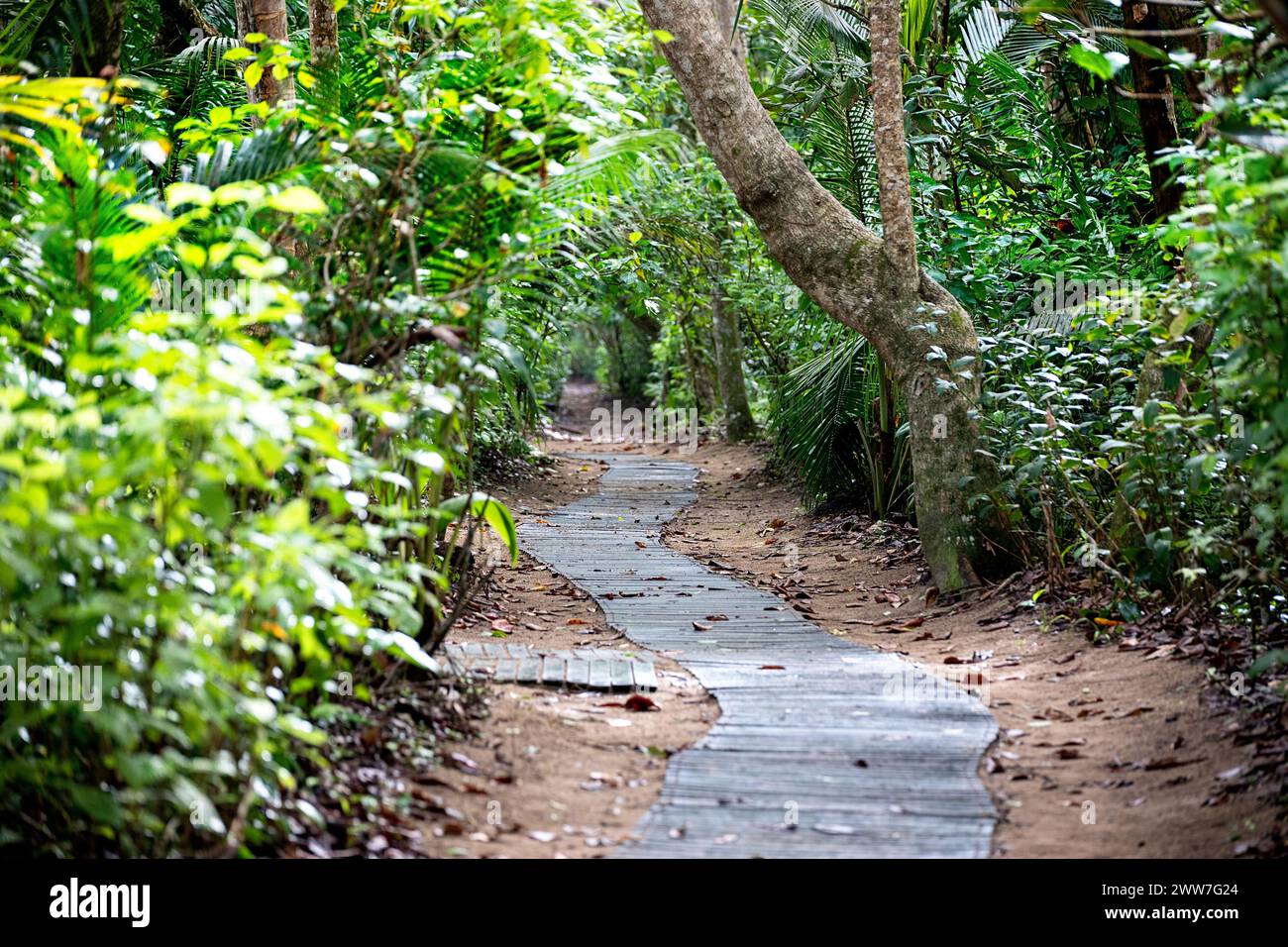 Promenade en bois à travers une spectaculaire forêt tropicale du parc national de Cahuita, le long de la côte caraïbe, entourée d'une végétation luxuriante Banque D'Images
