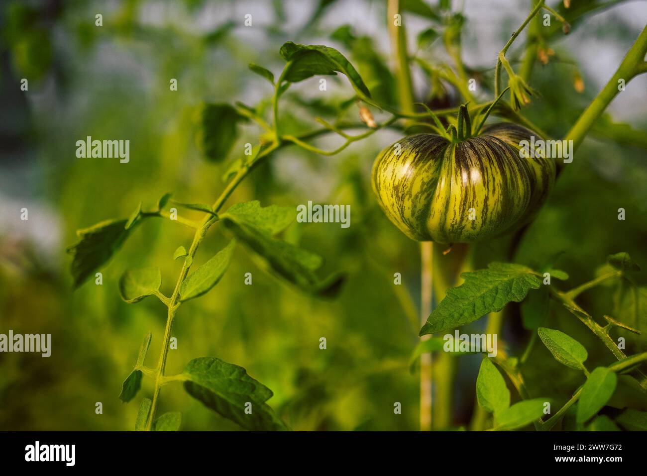 Différents types de tomates. Récolte des variétés de tomates. Gros plan de fruits frais en serre. Banque D'Images