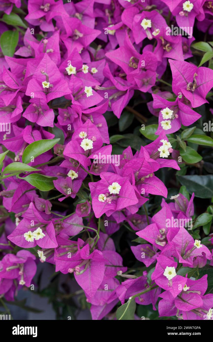 Bougainvillea 'Sabine' fleurs. Banque D'Images